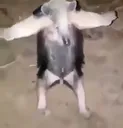 possum