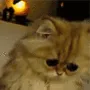 MLG_kittywtf MLG_kittywtf