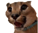 floppa Discord emoji