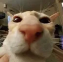 mistaCat