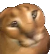 Floppas