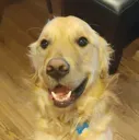 herrodoggo