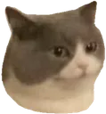 catto catto