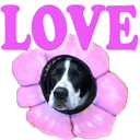 kaman_flower