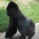 monkespin monkespin
