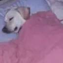 sleep sleep