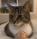 CatAgree CatAgree