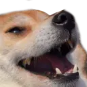 dogeLul