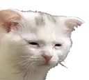 SadCat SadCat
