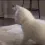 funkycat funkycat