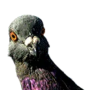 partypigeon