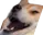 AngleKek AngleKek