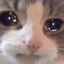 cryingCat