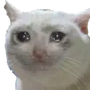 sadcat