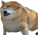 fatshibainu