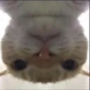 upsidedown_cat upsidedown_cat
