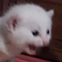 AHHHHHHHHHHHHH_left AHHHHHHHHHHHHH_left
