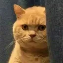 CatStare