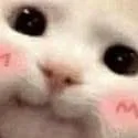 CatBlush