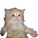 kot