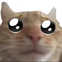 stplead