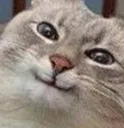 catsmile