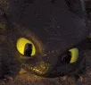 Z_puppy_eyes