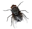 funnyfly Discord Emoji