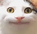 anm_cat_hmm