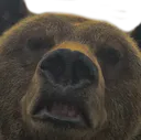 disgustangBAER disgustangBAER