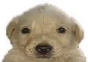 jotchpop