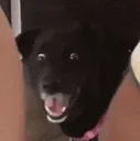 dogscream