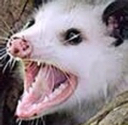 possum possum