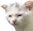 tired_cat Discord emoji