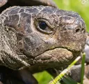 angry_turtle