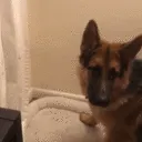 cheesedog
