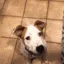 cheesedog2