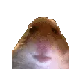 HamSalute