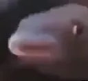 BruhPogFish
