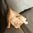 cat_twerk2