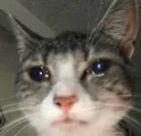 catcry