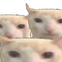 bruhcats