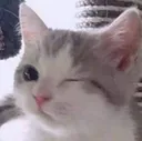 y_wink
