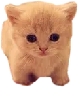 animal_kitty_FSoftware
