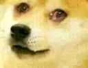 pain_doge