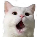 CatPog