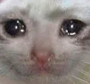 sadcat