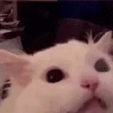 HyperMyaa