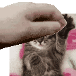 SPCCatPat