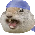 marmotRAGE